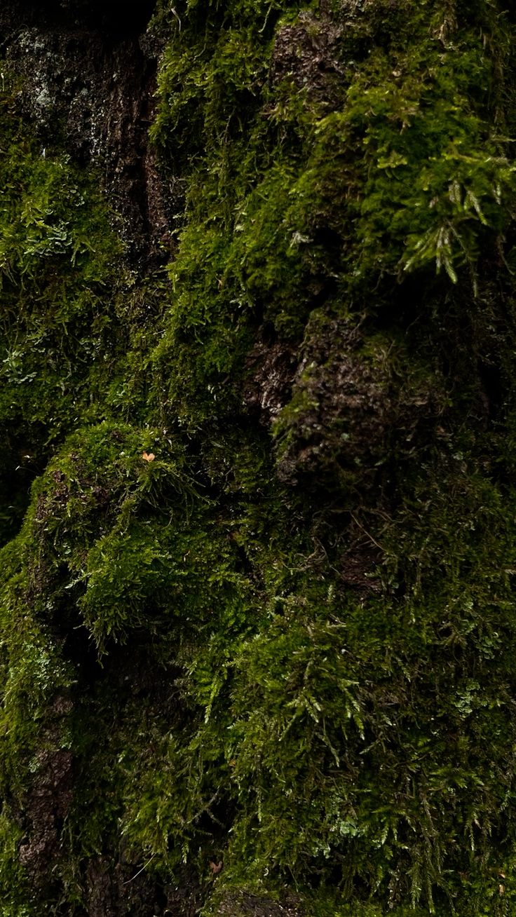 INCENSE MOSS