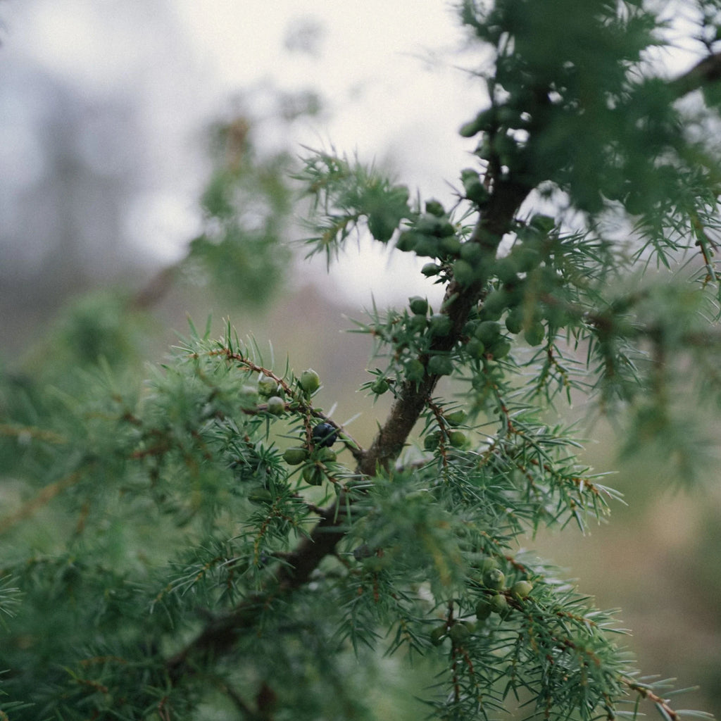 PERFUME RAIN WOOD