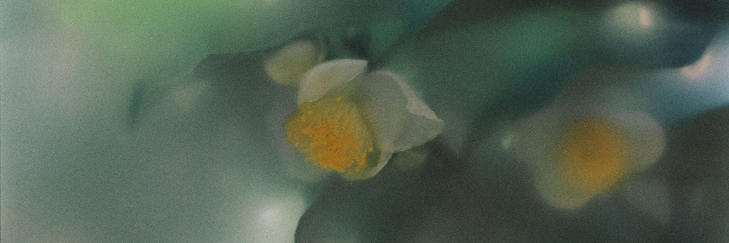 CANDLE ORANGE BLOSSOM
