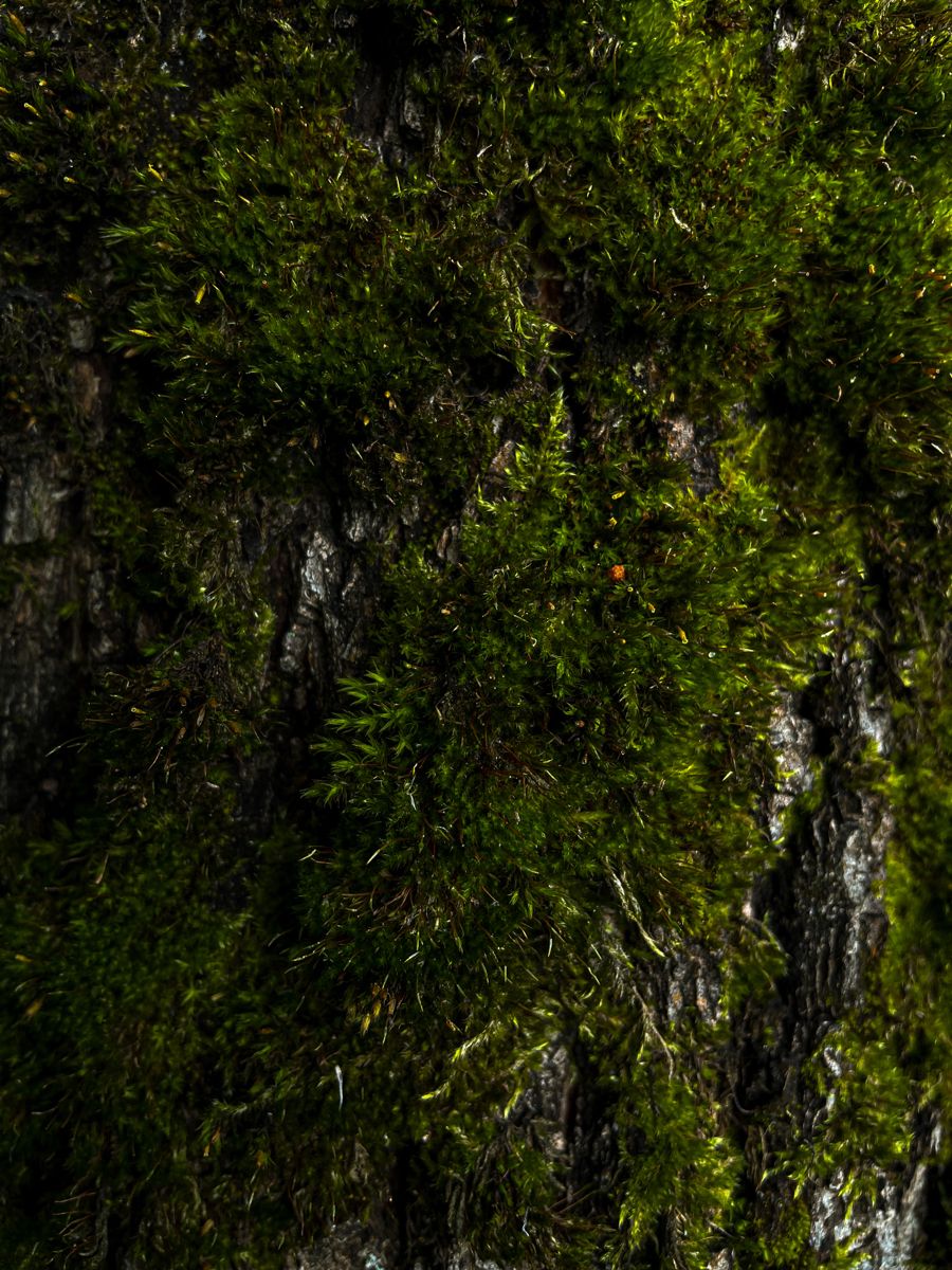 PERFUME MOSS