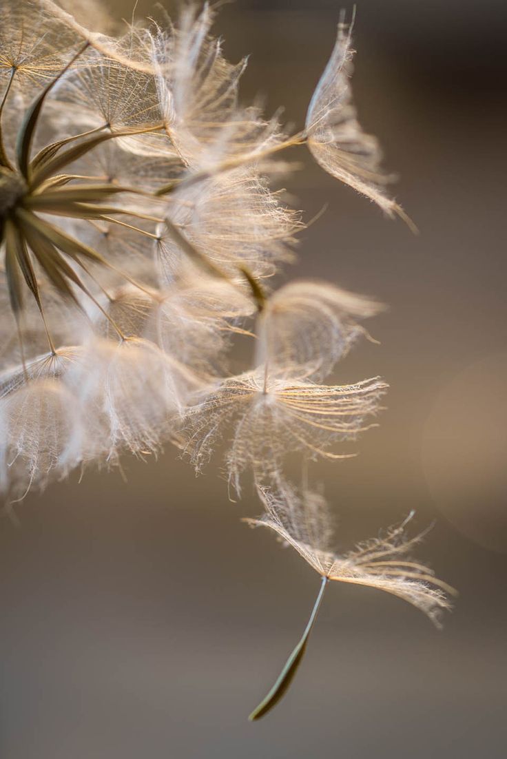PERFUME DANDELION